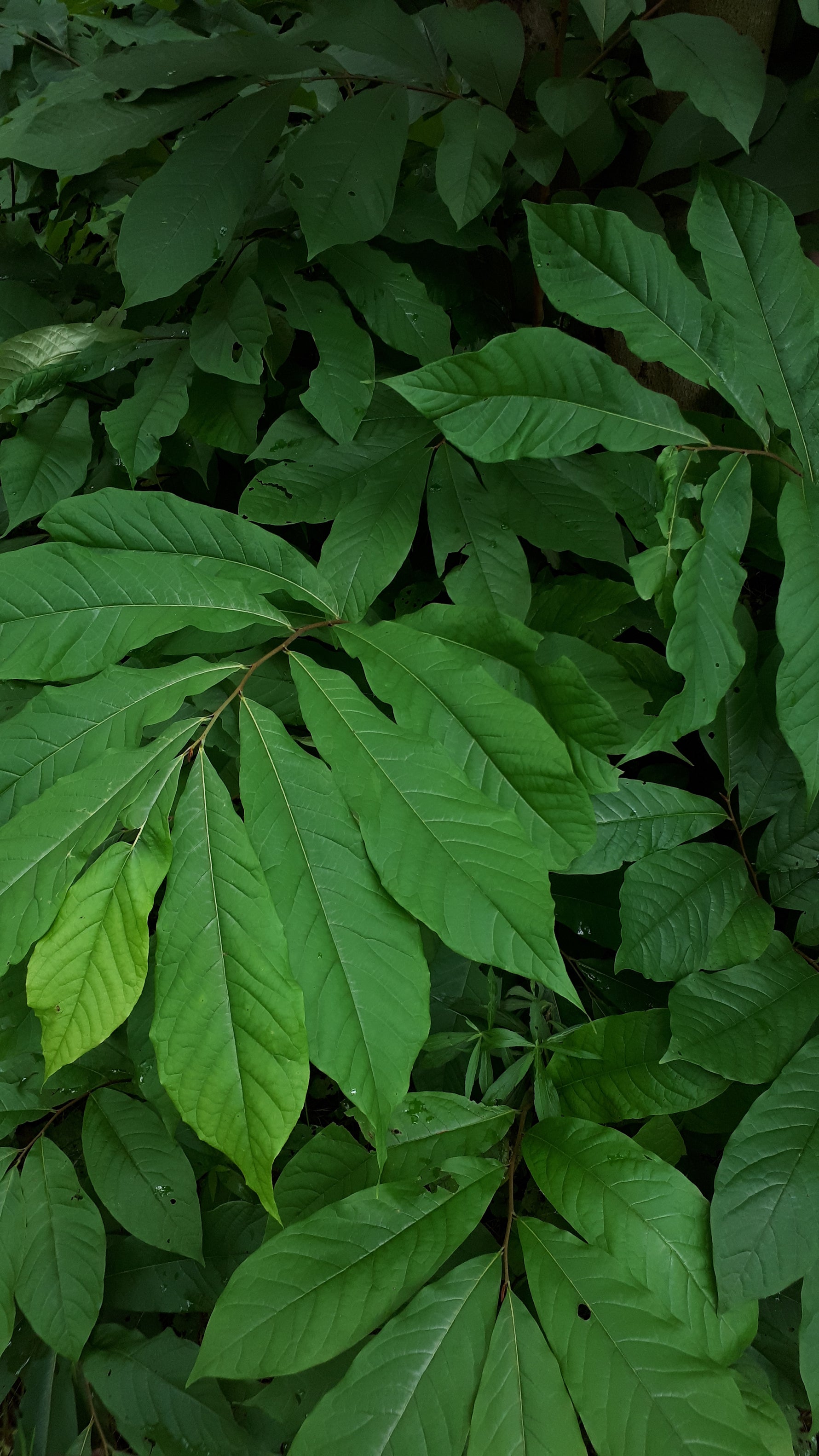 Pawpaw Seedling - view of leaves