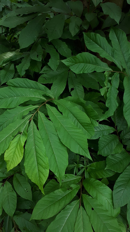 Pawpaw Seedling