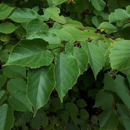 Mixed Northern Hazelnut  tree - leaves