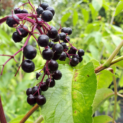 Ripe York Elderberry