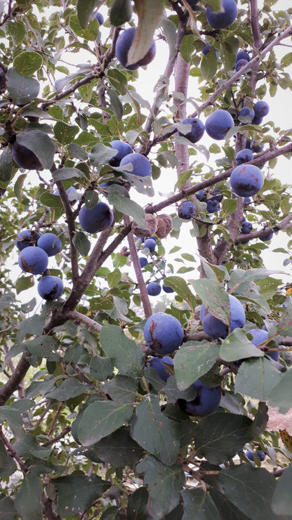 Damson European Plums on the tree looking up at them