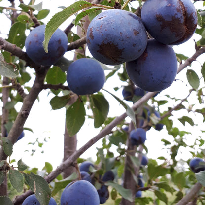 Damson European Plums on the tree