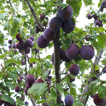 President European Plum