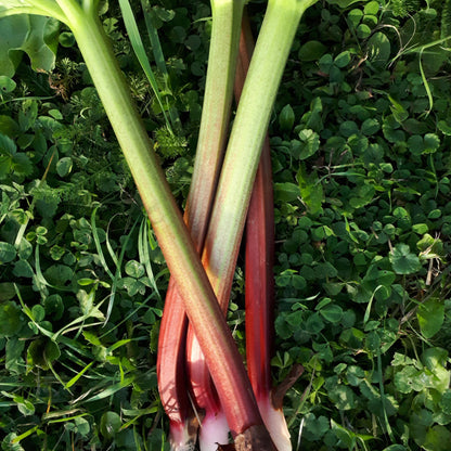 Grandma Barbara-Anne Rhubarb