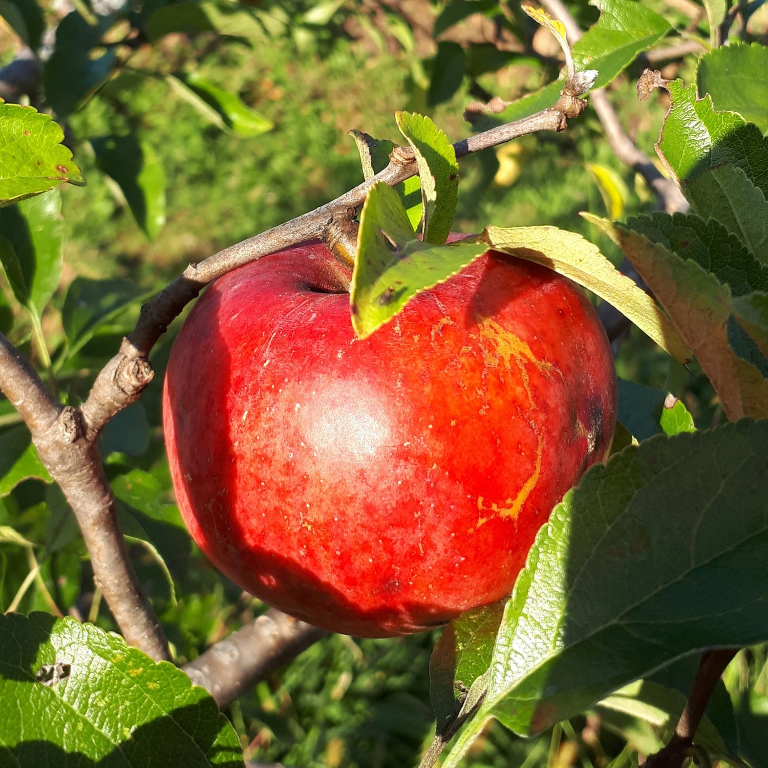 Nova Easygro Apple