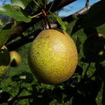 Mishirasu Pear