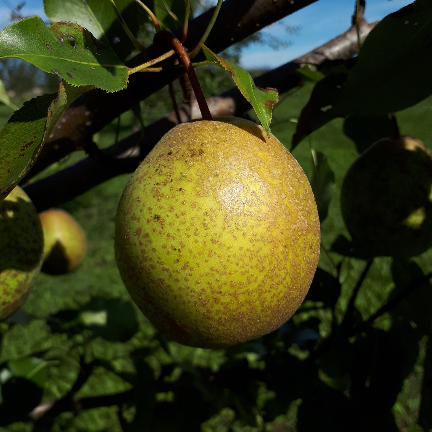Mishirasu Pear