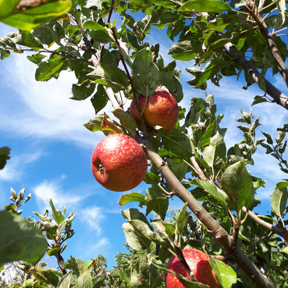 Porter's Perfection Apple