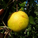 Ping Guo Li Pear
