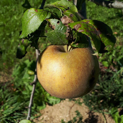 Egremont Russet Apple