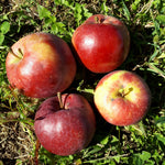 Fireside Apple