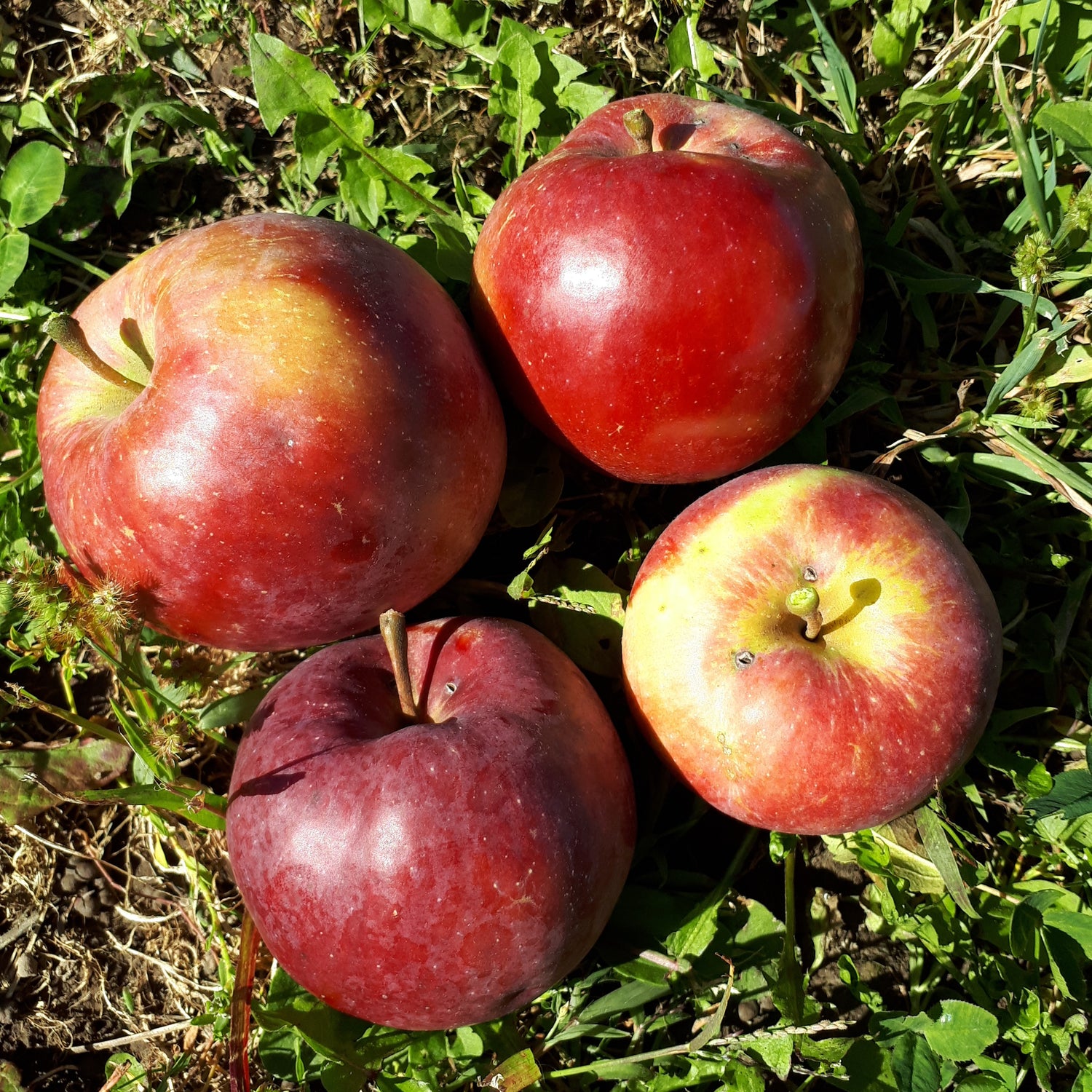 Fireside Apple