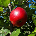 Freedom Apple