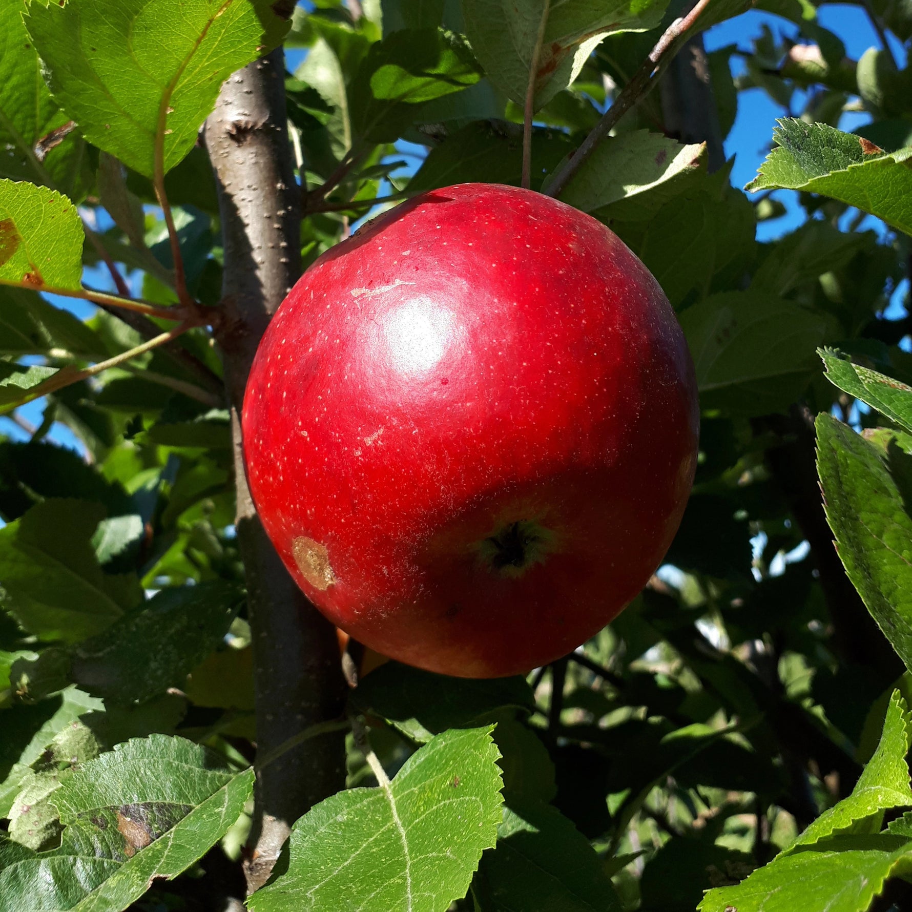 Freedom Apple