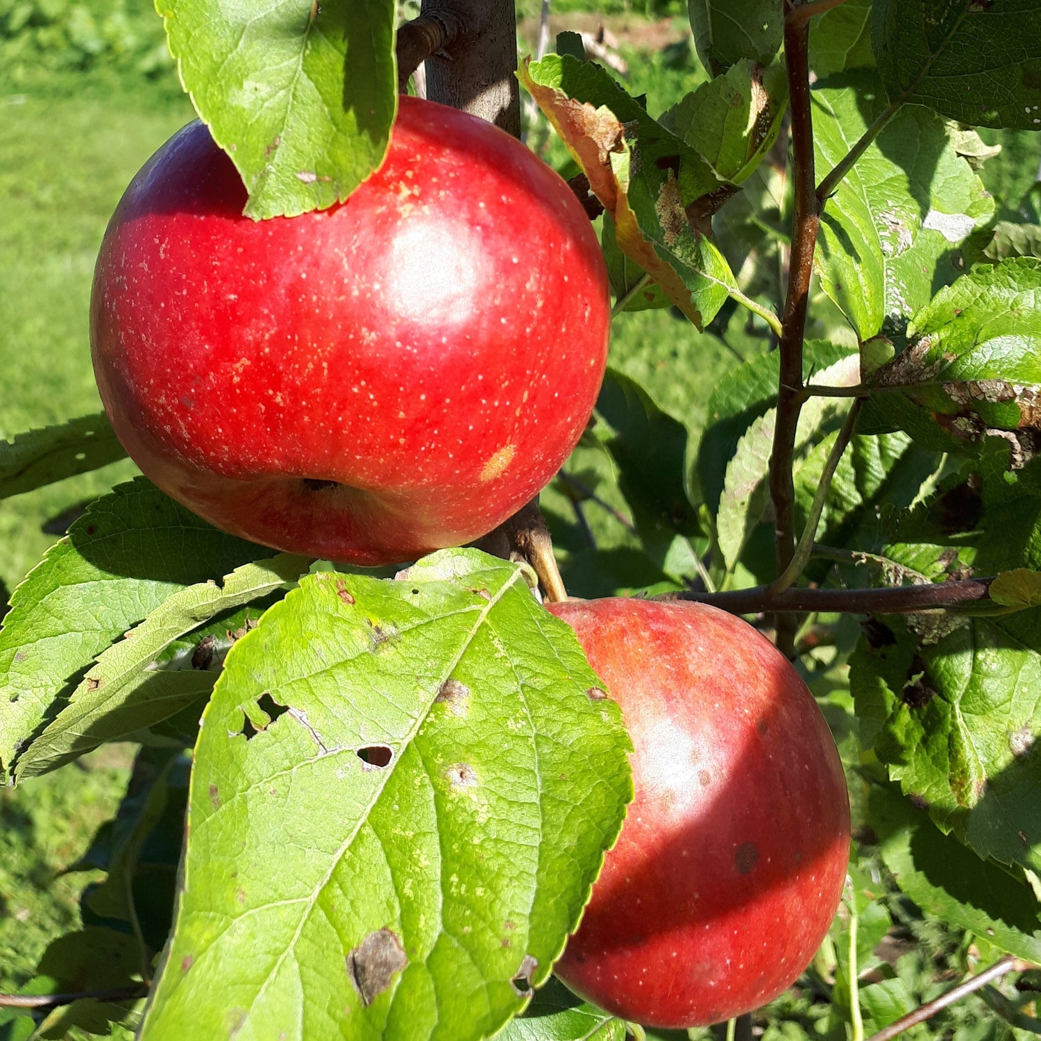 Wagener Apple