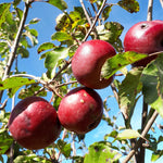 Rome Beauty Apple