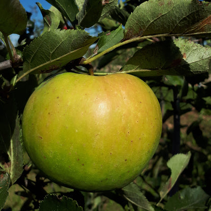 Rhode Island Greening Apple