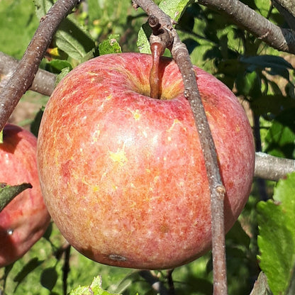 Fuji Apple