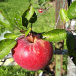 Winesap Apple
