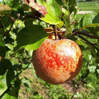 Roxbury Russet Apple