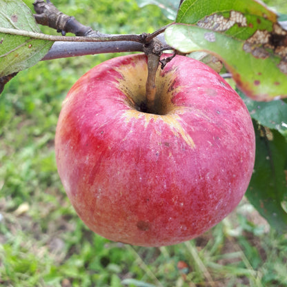 Northern Spy Apple