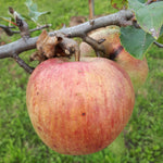 Fallawater Apple