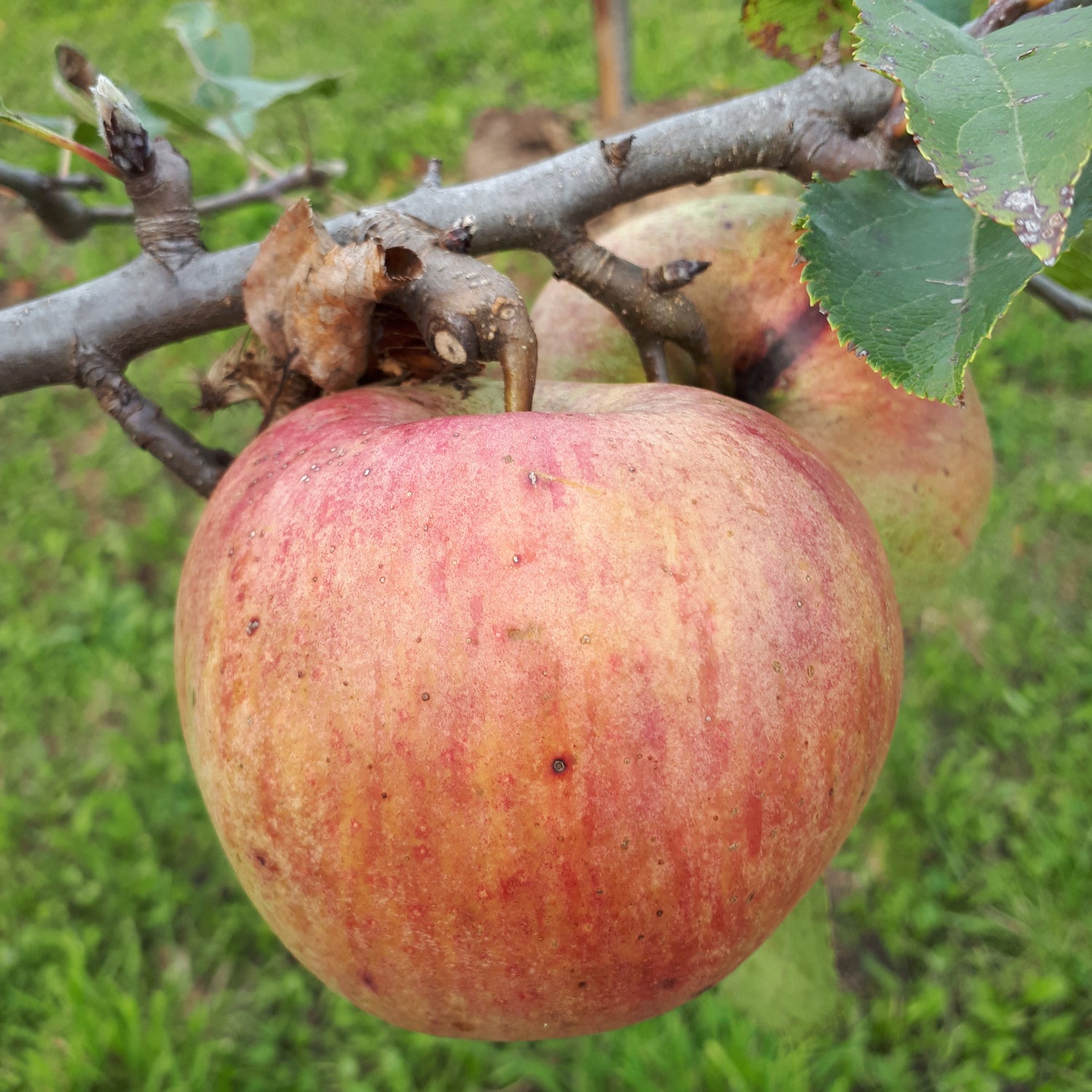 Fallawater Apple