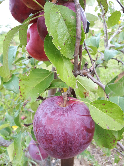 Liberty Apple