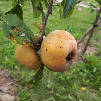 Golden Russet Apple