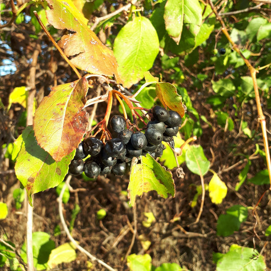 Nannyberry Bush