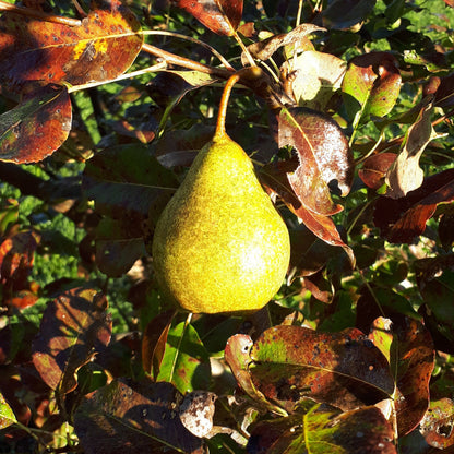 Jules d'Airoles Pear