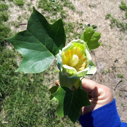 Tulip Tree Seedling