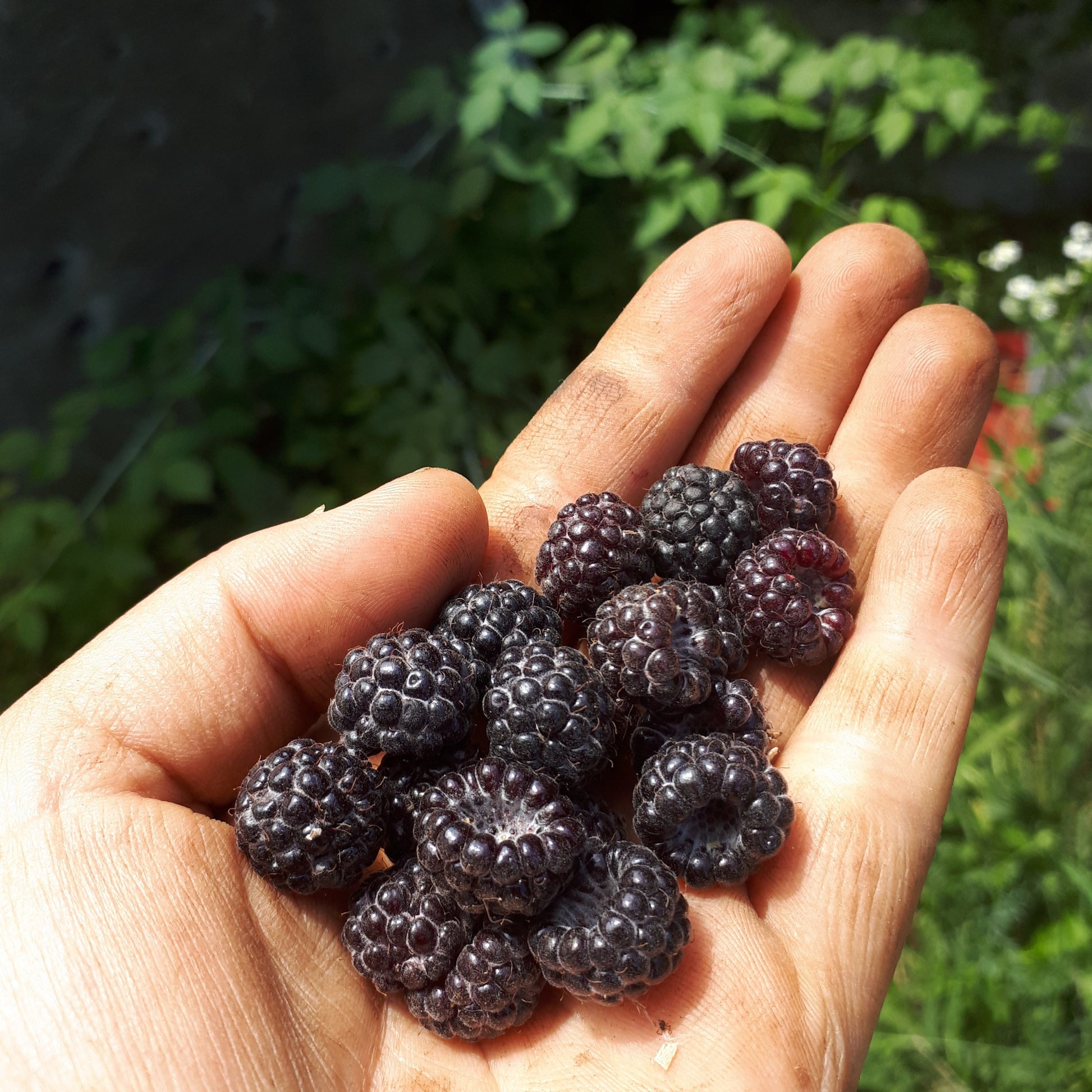 Jewel Black Raspberry Plant