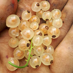 White Pearl Currant