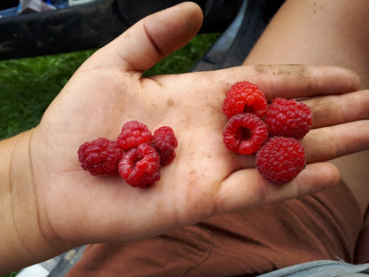 Heritage Red Raspberries