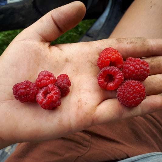 Raspberries – Silver Creek Nursery Ltd.