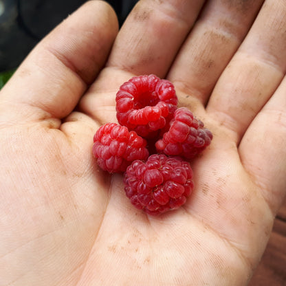 Heritage Red Raspberry