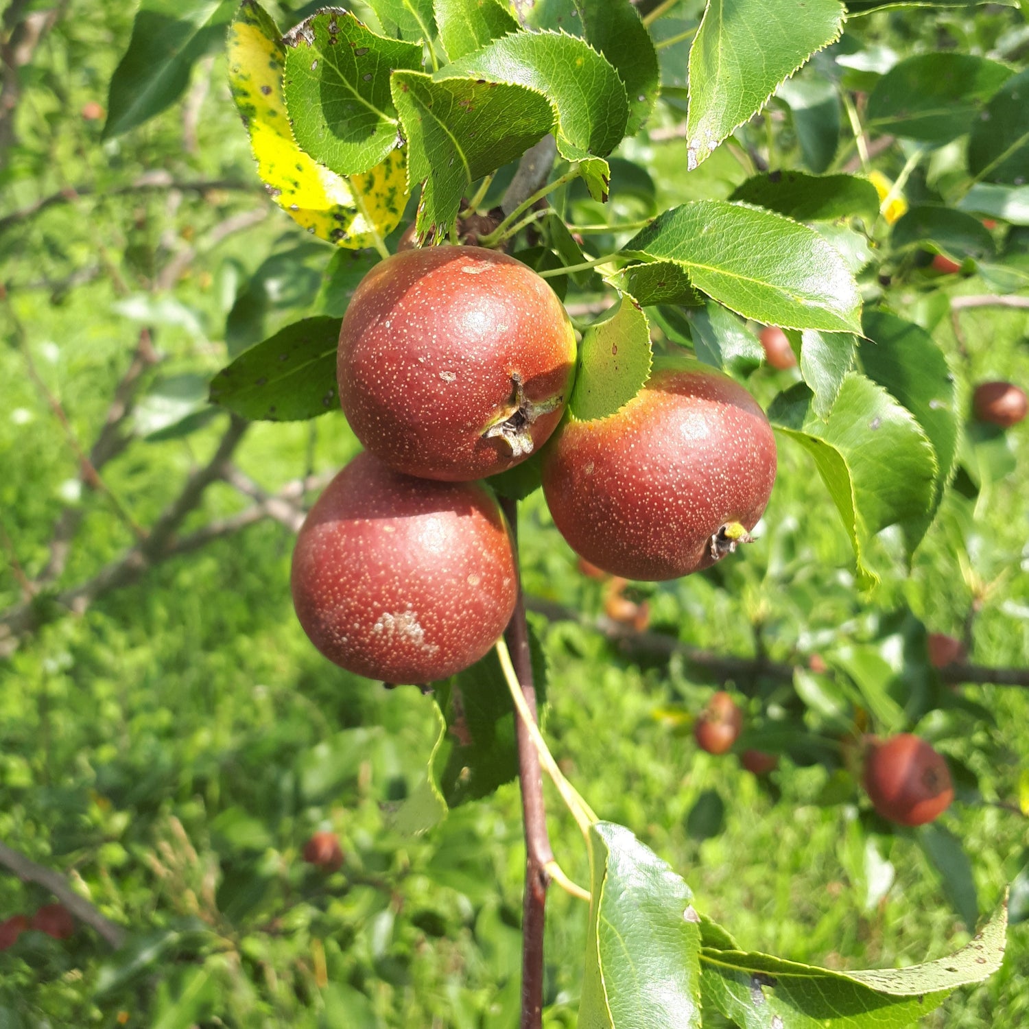 Golden Spice Pear on tree