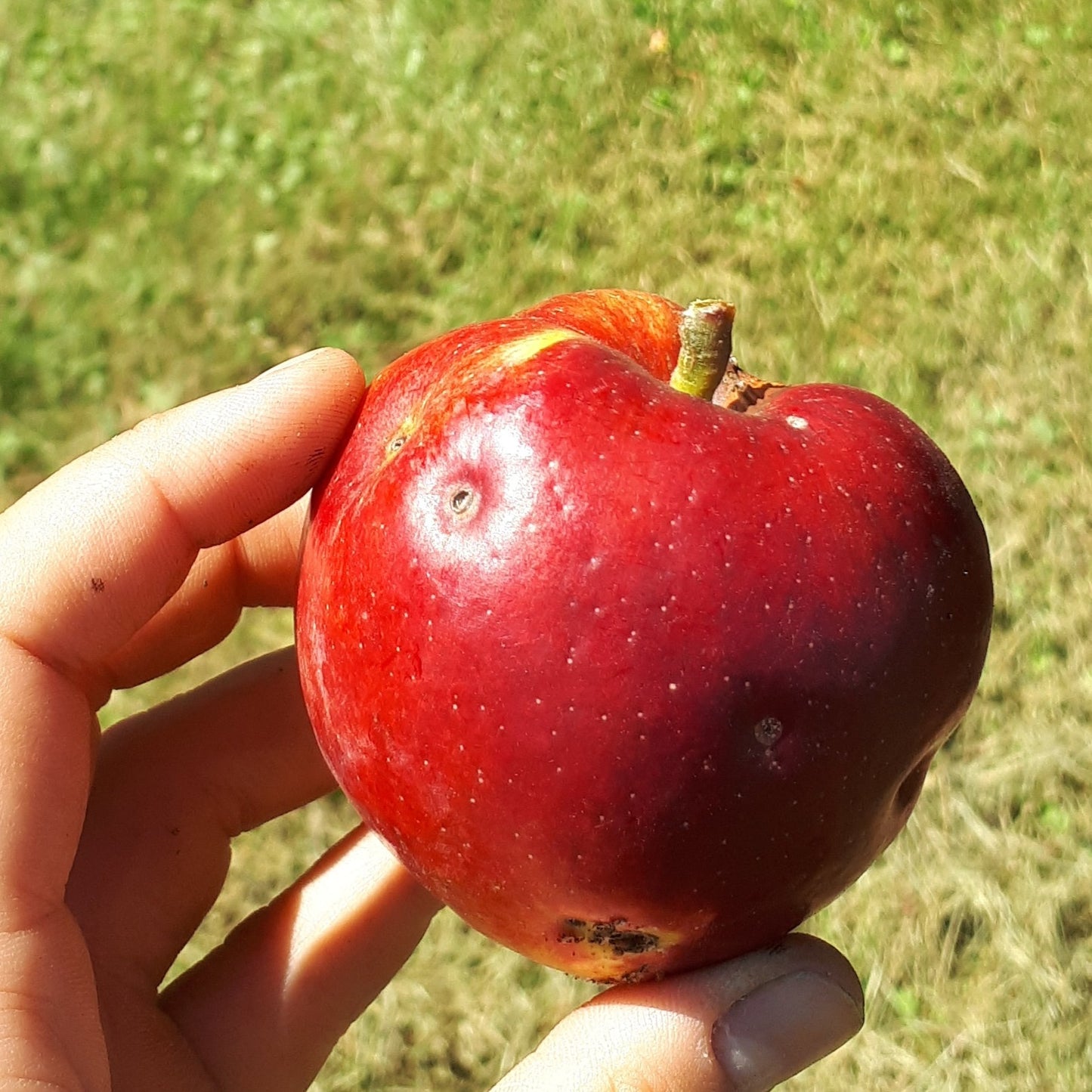 Freiherr von Berlepsch Apple