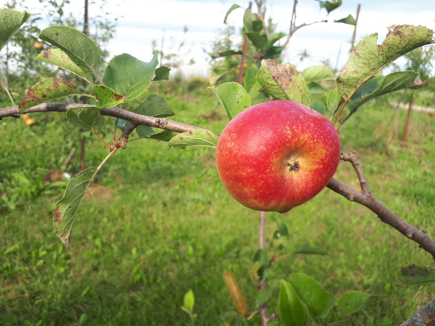 Maiden's Blush Apple