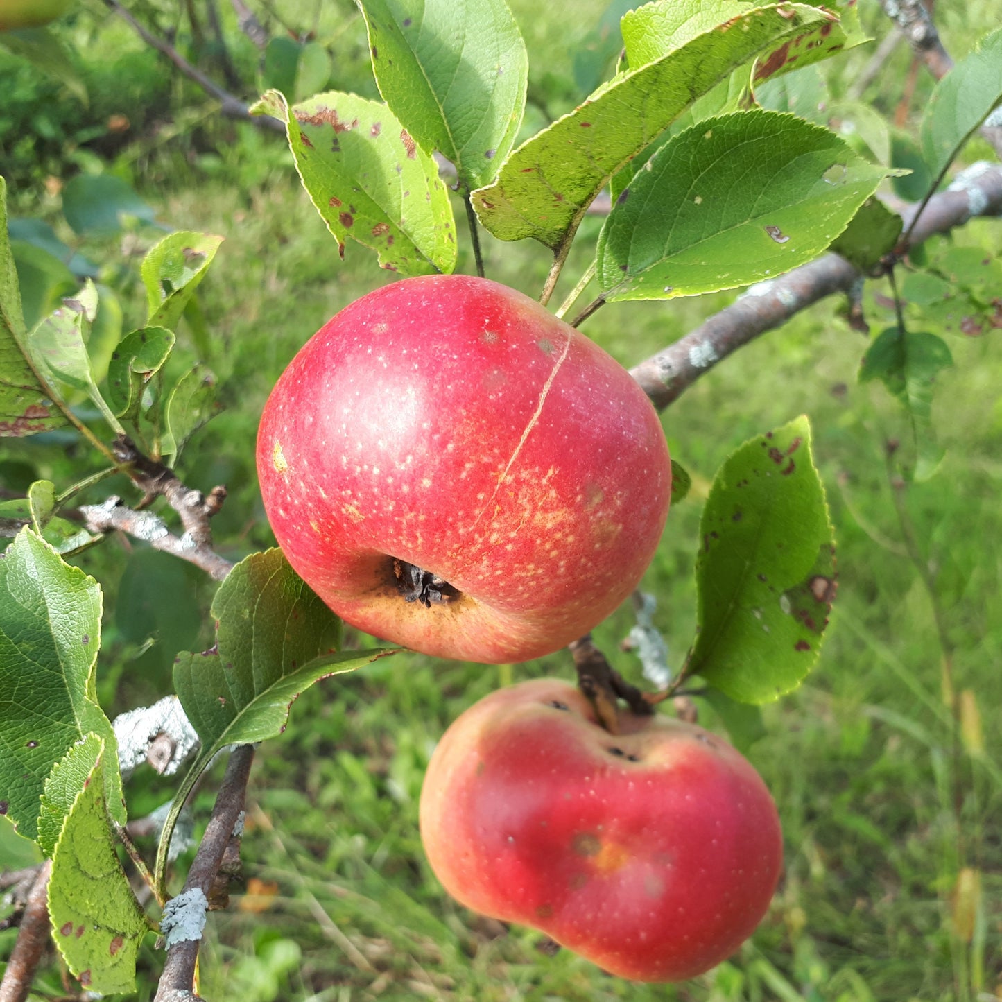 Maiden's Blush Apple