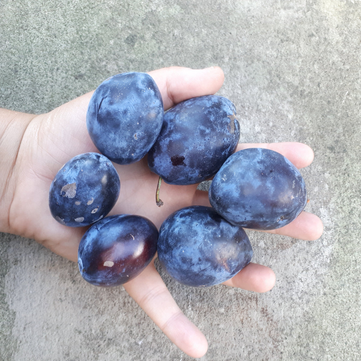 German European Plums