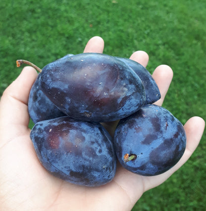 Late Italian European Plum