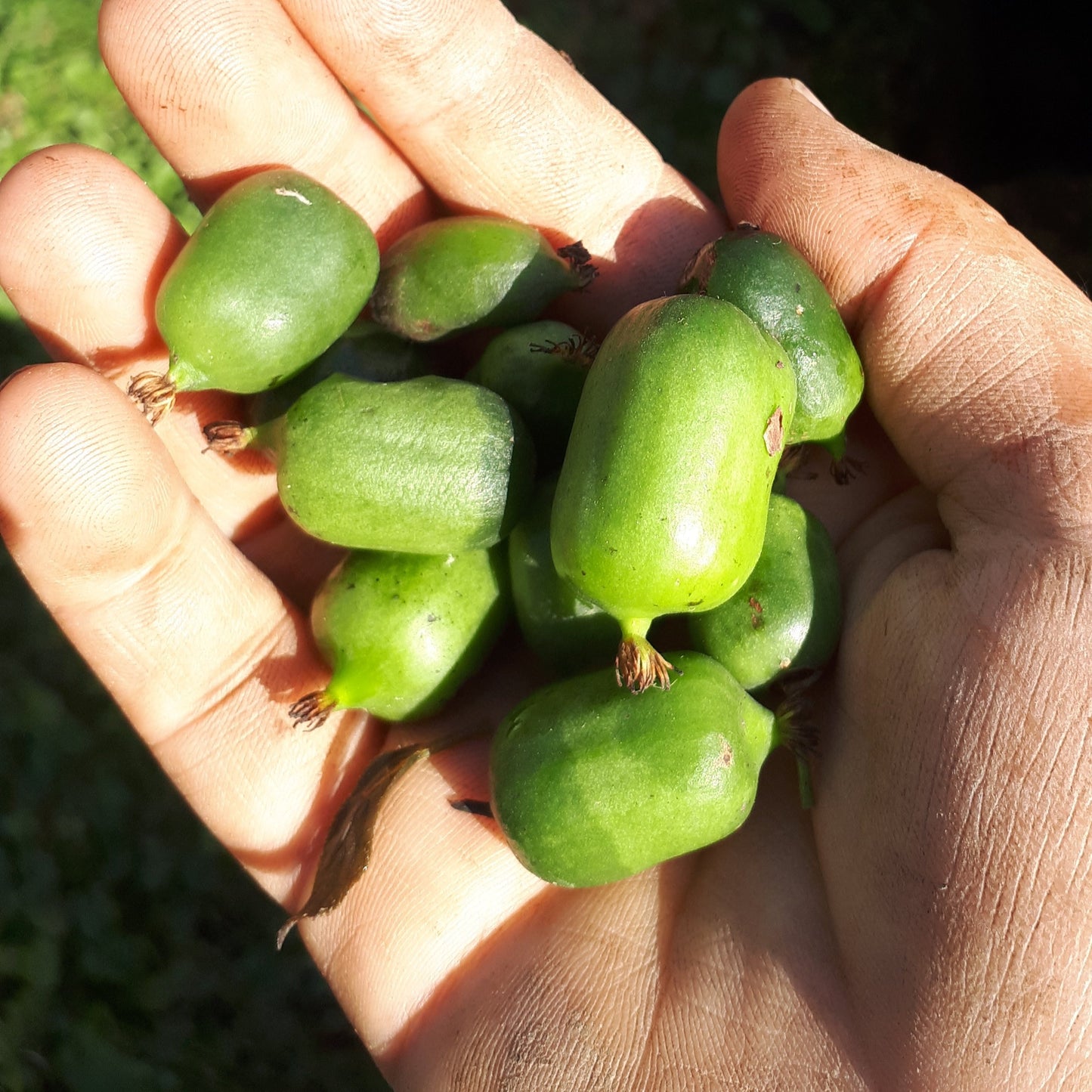 Issai Hardy Kiwi (Self-Pollinating)