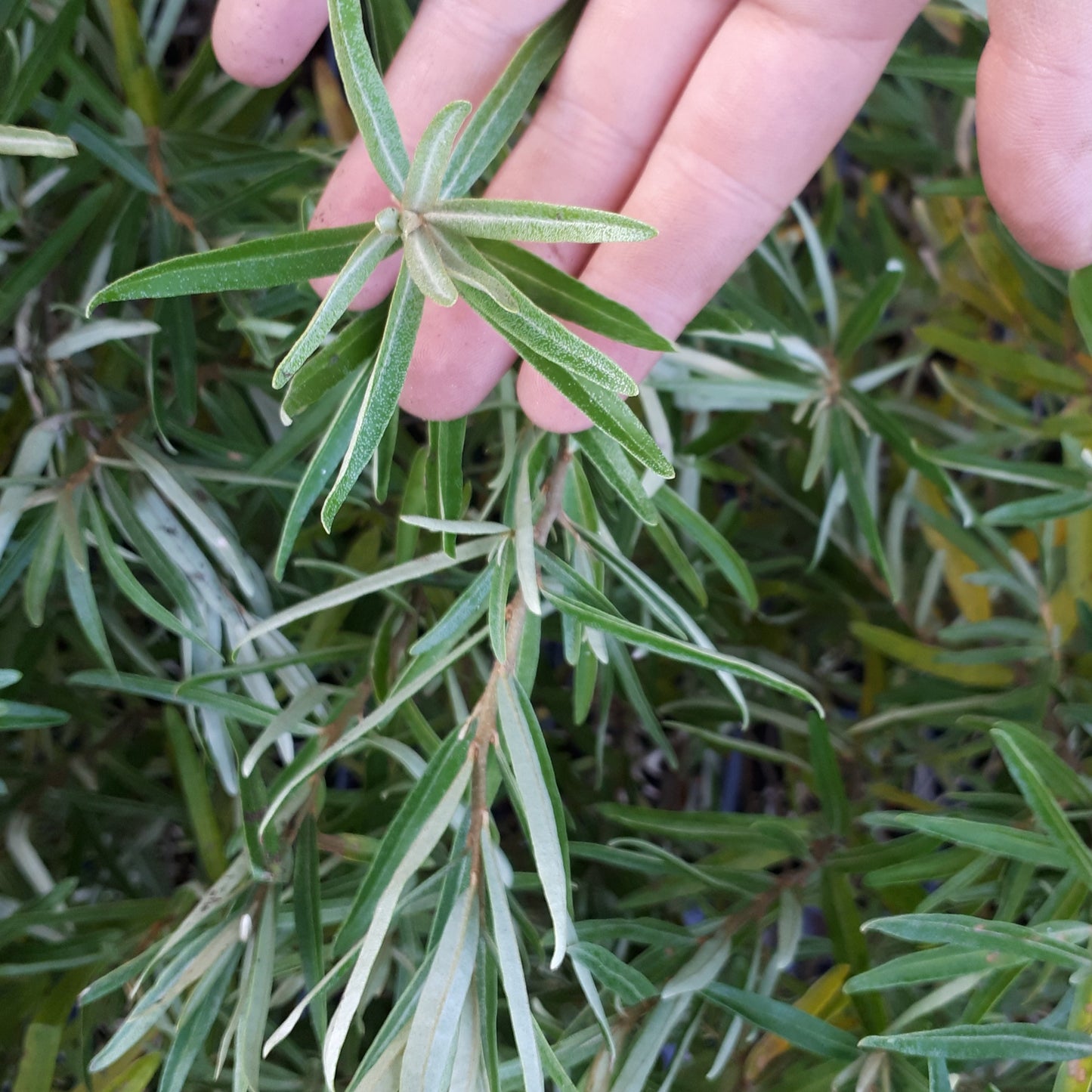 Lord Sea Buckthorn (Male)