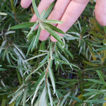 Lord Sea Buckthorn (Male)