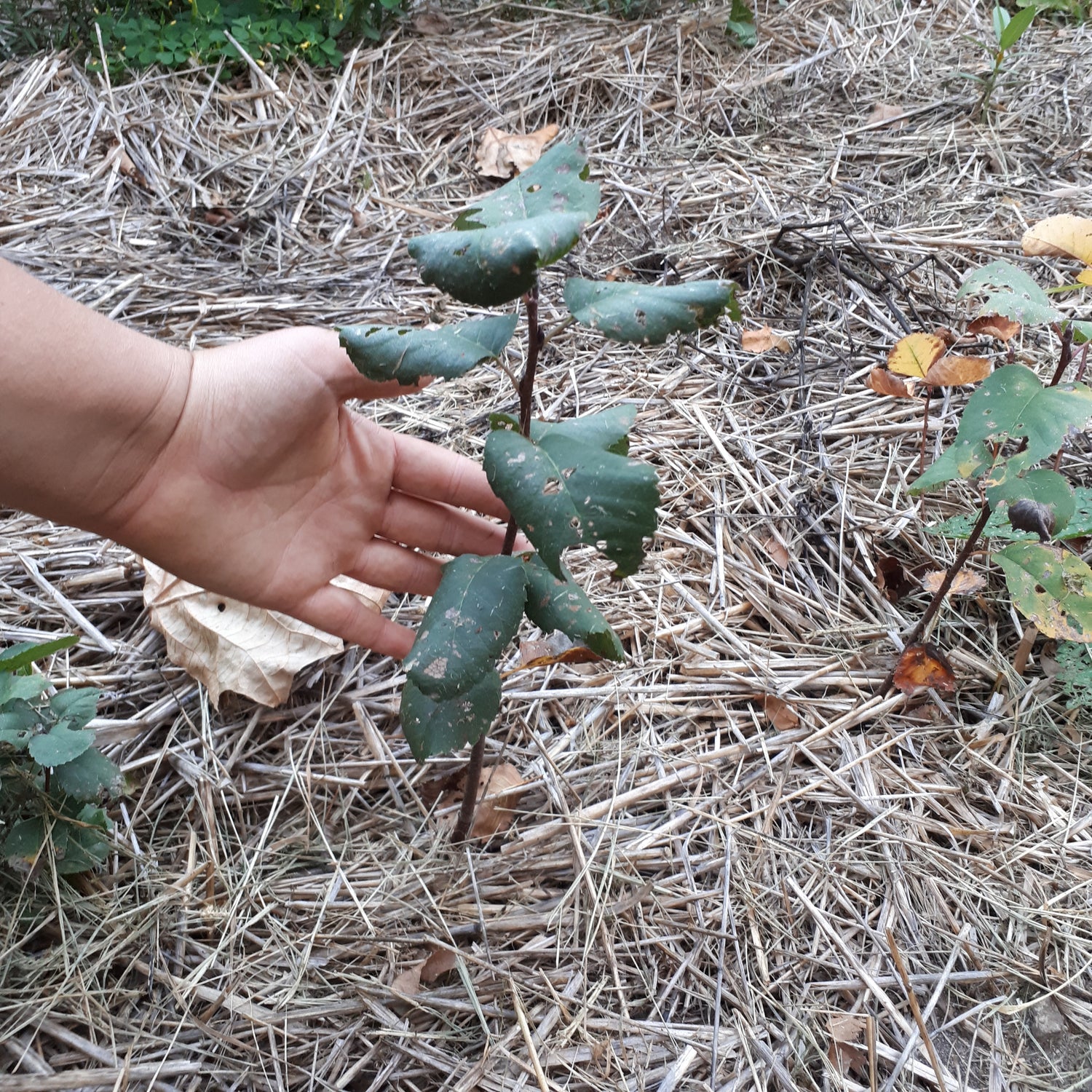 Smokey Saskatoon Berry bush