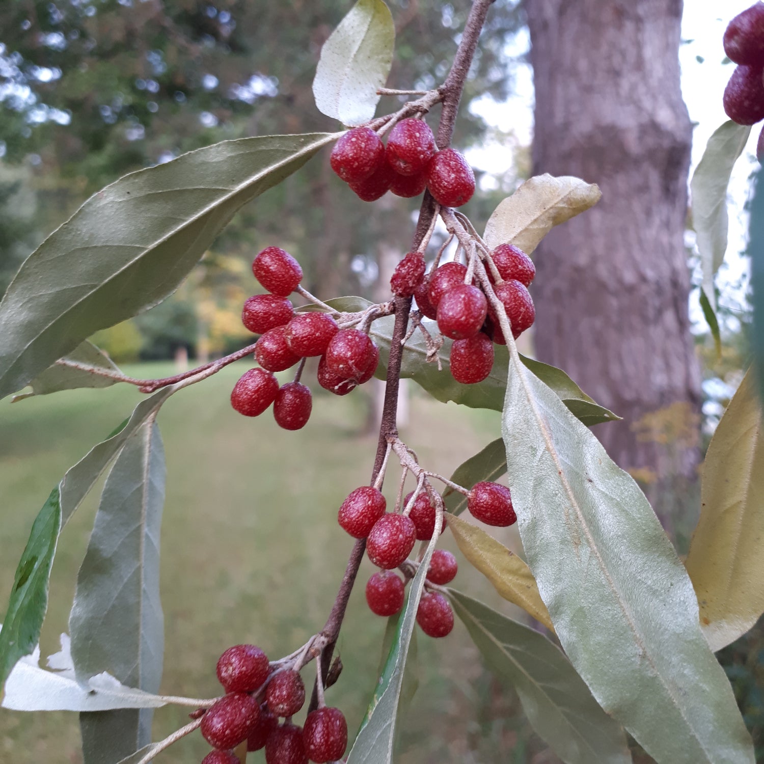 Autumn Olive Bareroot