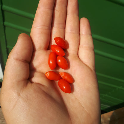 handful of September Gem Goji Berries