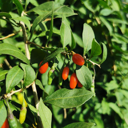 September Gem Goji Berry